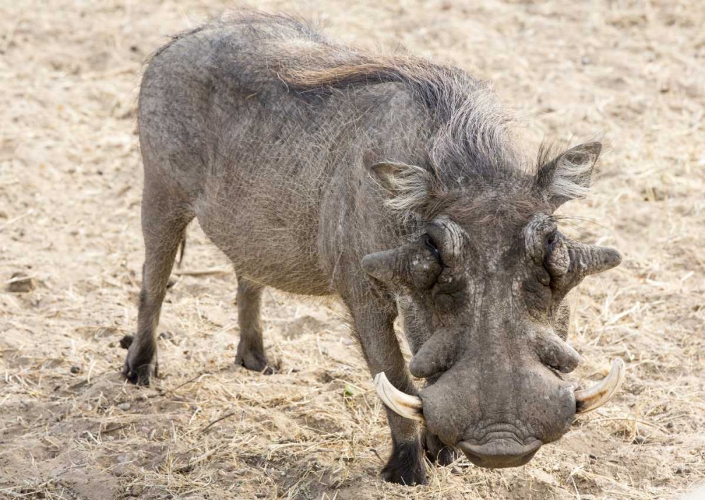Africa, Namibia, Windhoek, Okapuka Ranch Warthog